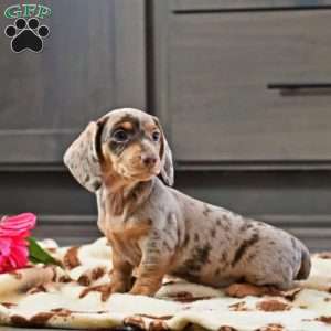 Lilly, Dachshund Puppy